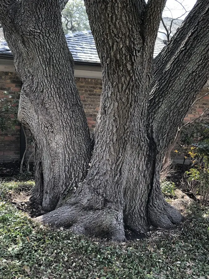 Mature heritage tree close to a Deep Gap property cared for by certified arborists